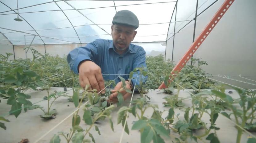 Universitas Muhammadiyah Malang (UMM) tengah mengembangkan benih kentang unggulan.