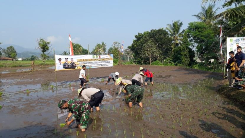 Unsur Forkopimda Kota Sukabumi menanam padi dan menebar benih ikan dalam meningkatkan ketahanan pangan di masa pandemi Covid-19 di Kelurahan Sindangsari, Kecamatan Lembursitu, Kota Sukabumi, Sabtu (13/6).