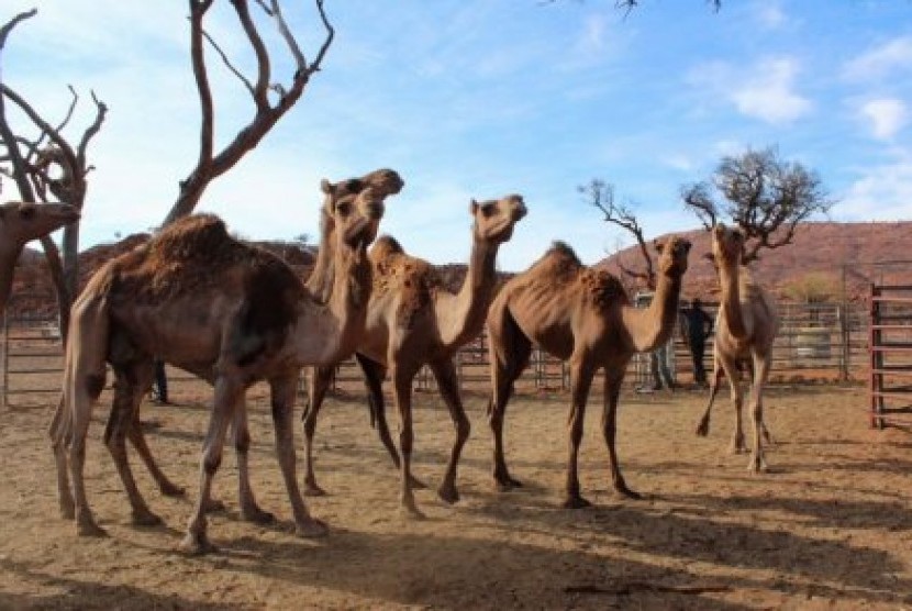 Unta-unta di Australia mulai diperiksa petugas kesehatan