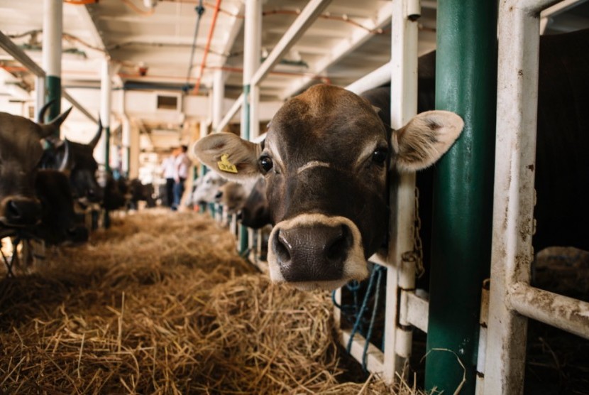  Untuk memenuhi kebutuhan daging wilayah Jakarta, Pelni telah mengangkut 40.310 ekor sapi dari NTT ke Jakarta.