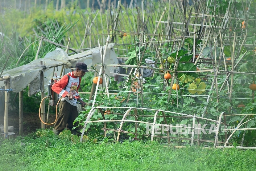 Untuk mengantisipasi serangan hama dan penyakit di musim hujan, seorang petani menyemprotkan obat di ladang kabocha atau labu jepang, di Cikole, Kecamatan Lembang, Kabupaten Bandung Barat,Selasa (19/10). 