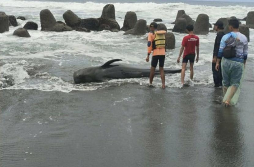 Upaya penyelamatan paus terdampar di bibir pantai.