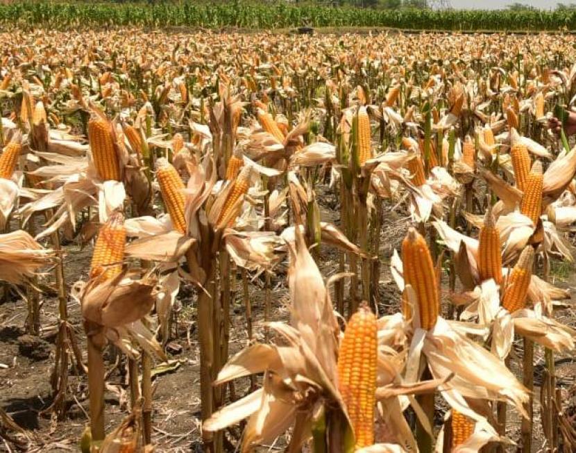 Upaya petani jagung untuk membantu peternak dalam penyedian stok jagung pakan lagi-lagi dikomplain terkait kadar air masih tinggi. 