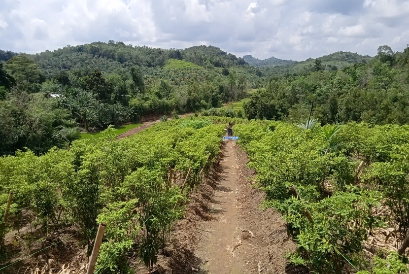 UPT Perlindungan Tanaman Pangan Dan Hortikultura Provinsi Kalimantan Barat telah memberikan bantuan berupa peralatan irigasi kabut (mist irrigation) kepada Kelompok Tani Flamboyan. Salah satu sentra tanaman cabai di Kabupaten Sanggau, Kalimantan Barat.