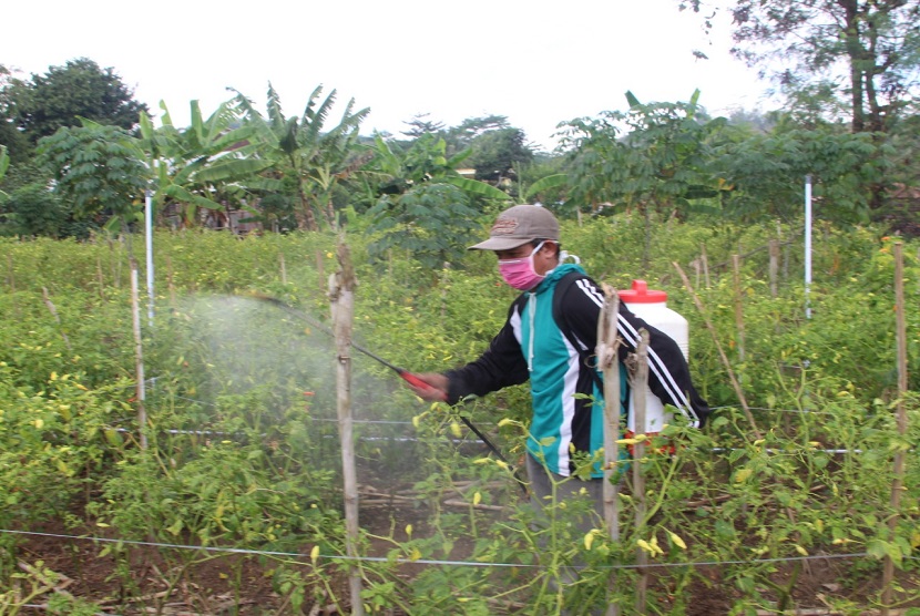  UPTD BPTPH Provinsi Jawa Timur bersama Laboratorium PHP Tulungagung melakukan gerakan pengendalian penyakit patek (antraknosa) menggunakan agens pengendali hayati Trichoderma yang diselang-selingkan dengan Plant Growth Promoting Rhyzobacteria (PGPR). Upaya ini diaplikasikan setiap dua hari sekali.