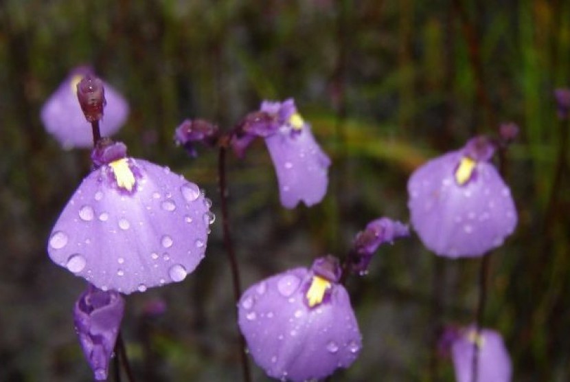 Utricularia dichotoma dikenal juga dengan nama 'fairy aprons', tumbuh di sekitar Kota Zeehan, di pesisir Barat Tasmania.