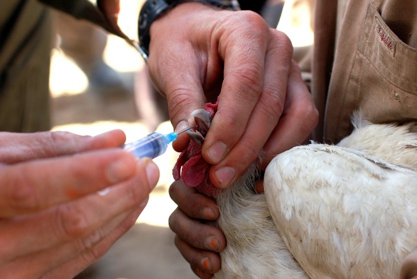 Unggas, salah satu hewan yang bisa menularkan penyakit kepada manusia atau zoonosis