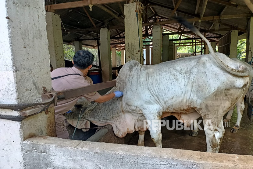 Kota Yogyakarta Bebas Rabies Berkat Program Vaksinasi Hewan Terpadu