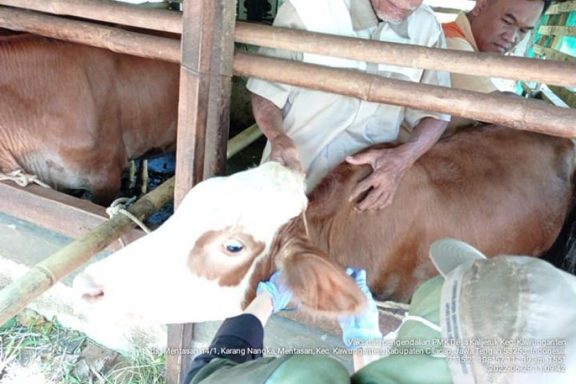 Petugas melakukan vaksinasi PMK pada hewan ternak (ilustrasi) 