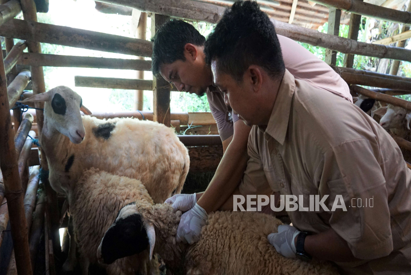 Vaksinasi yang dilakukan pada ternak sapi, kambing, dan domba untuk mencegah potensi penularan Penyakit Mulut dan Kuku (PMK). 