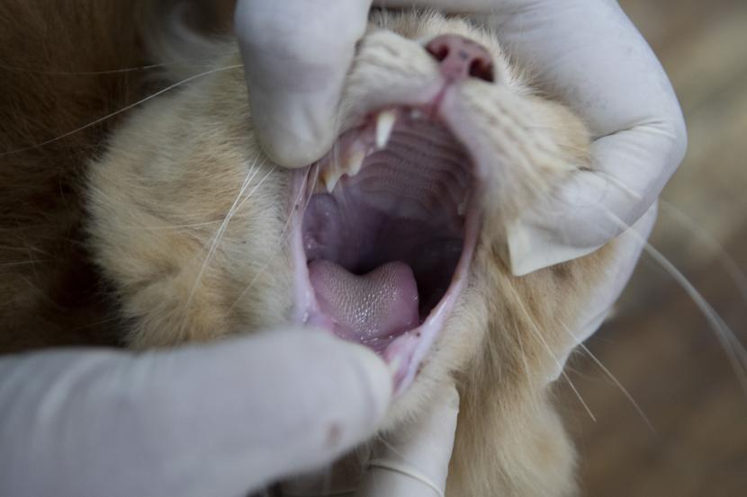 Vaksinator memeriksa gigi dan mulut kucing sebelum disuntik vaksin rabies (ilustrasi). Pemkot Semarang memastikan kucing liar berliur yang ditangkan tidak berpenyakit rabies.