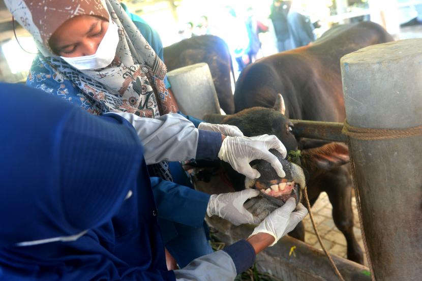 Veteriner Dinas Ketahanan Pangan dan Pertanian Kabupaten Bantul memeriksa penyakit PMK hewan ternak di Segoroyoso, Bantul, DI Yogyakarta.