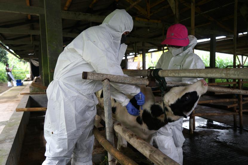 Veteriner menyuntik hewan ternak saat Vaksinasi PMK Hewan Ternak 