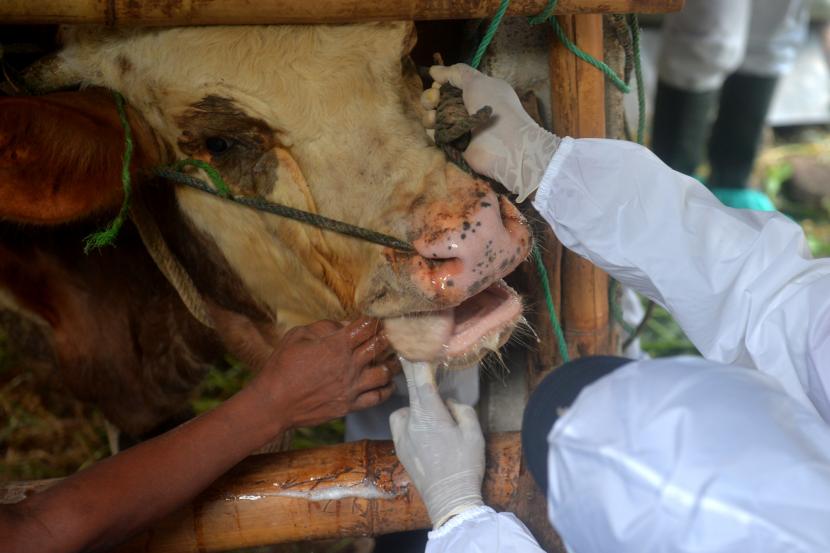 Veteriner FKH UGM melihat kondisi mulut hewan ternak yang terjangkit penyakit mulut dan kuku (PMK) di kandang terpadu Desa Bimomartani, Ngemplak, Sleman, Yogyakarta. (Ilustrasi)