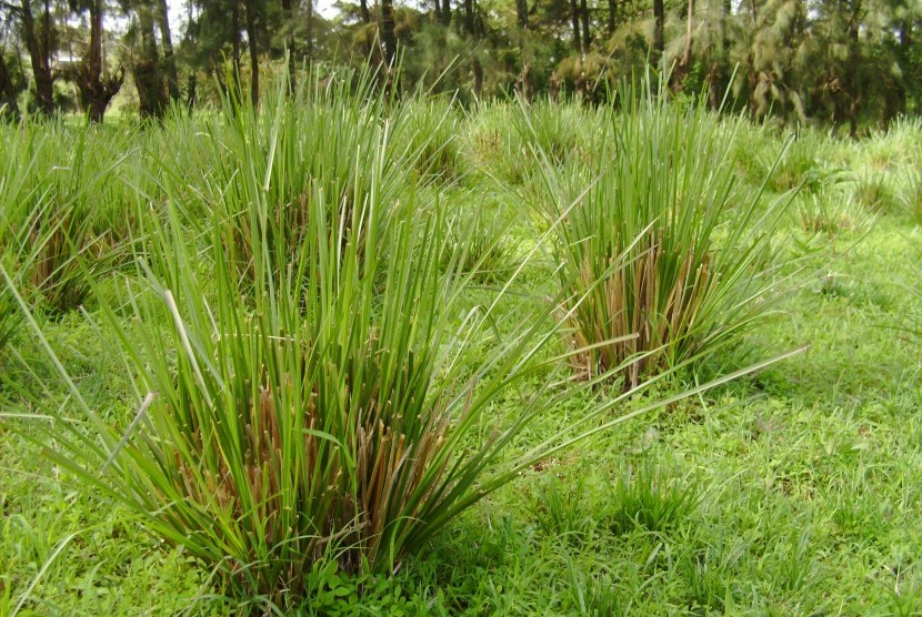 Rumput vetiver. BPBD Temanggung menggalakkan penanaman rumput vetiver untuk mencegah bencana longsor.