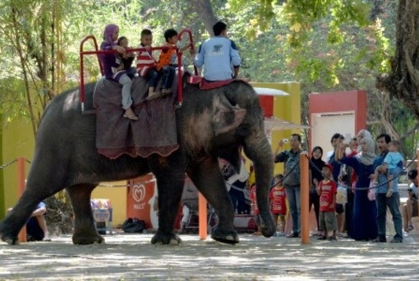 Viaitors ride an elephant at Surabaya Zoo in Surabaya, East Java. (Illustration)