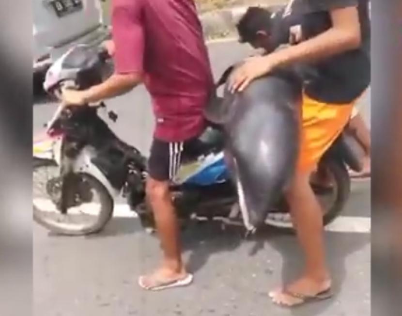 Video viral yang memperlihatkan dua orang sedang membonceng ikan lumba-lumba yang terdampar. Setelah ditelusuri, ini bukan lumba-lumba melainkan paus kepala botol.