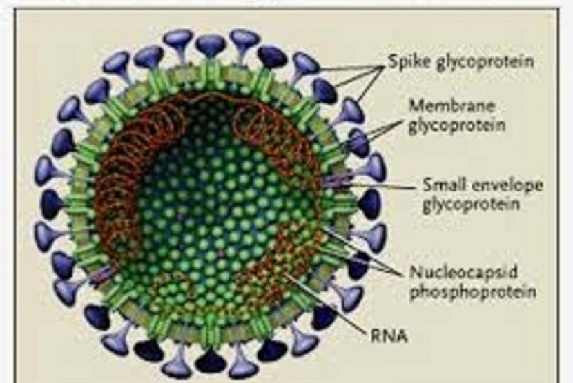 Virus Corona (ilustrasi)