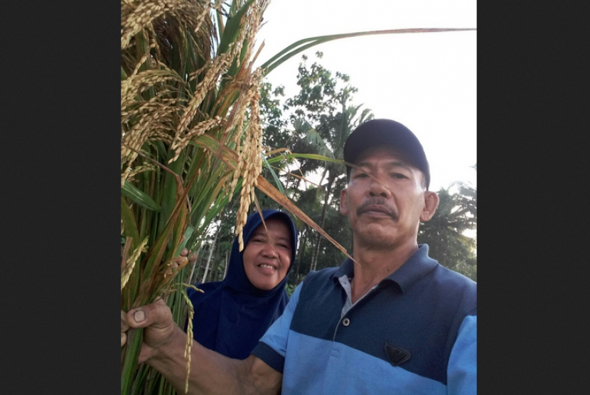 Wagiman dan istri komitmen menanam padi organik.