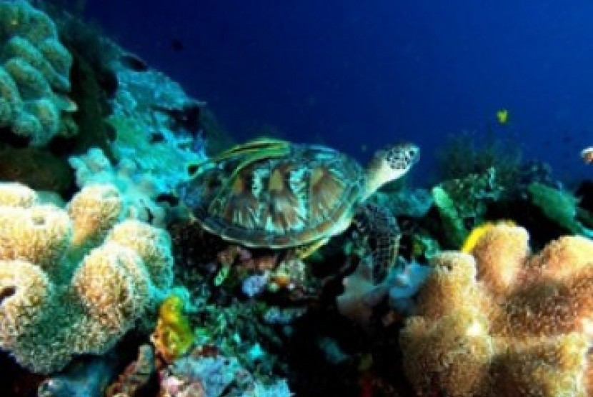 Wakatobi terumbu karang