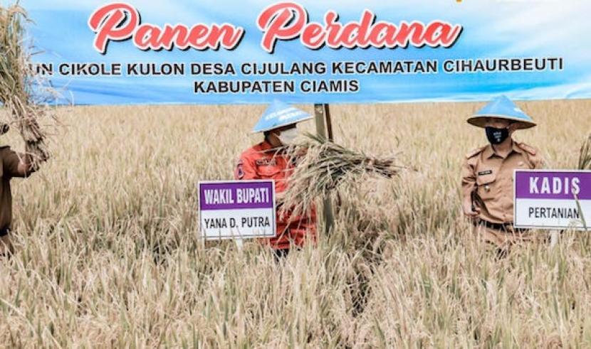  Wakil Bupati Ciamis Yana D Putra mengikuti panen raya padi organik di Desa Cijulang, Kecamatan Cihaurbeuti, Selasa (16/2/2021). 