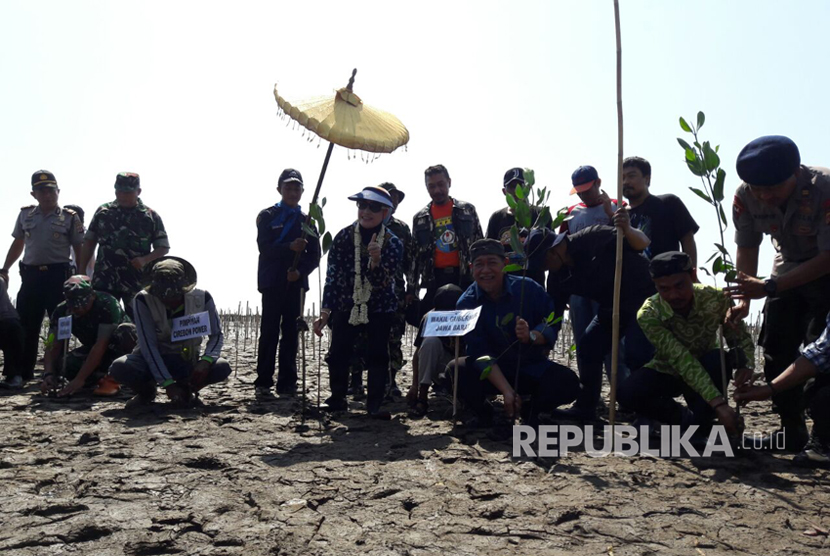 Wakil Gubernur Jawa Barat, Deddy Mizwar menanam bibit mangrove di pantai Desa Klayan, Kecamatan Gunung Jati, Kabupaten Cirebon, Ahad (30/7).