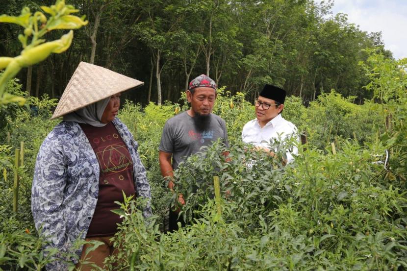 Wakil Ketua DPR RI bidang Korkesra Abdul Muhaimin Iskandar menghadiri rembuk petani karet dan cabe di Desa Margo Kencono, Tulang Bawang Barat, Lampung, Kamis (13/10/2022).