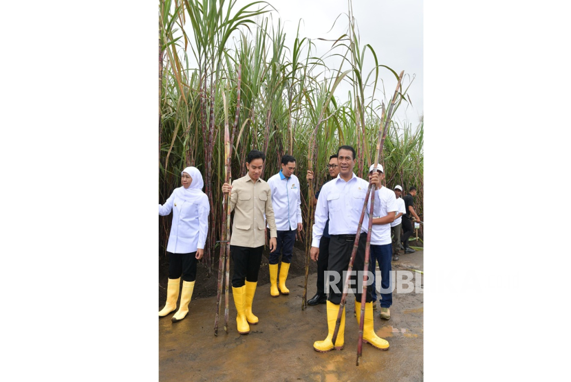 Wakil Presiden Gibran Rakabuming Raka bersama Menteri Pertanian Andi Amran Sulaiman memanen tebu di Perkebunan Jolondoro Glenmore, Banyuwangi, Jawa Timur, Senin (23/6/2025).