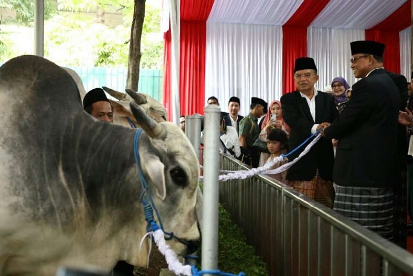 Wakil Presiden Jusuf Kalla saat menyerahkan secara simbolis hewan kurban di Masjid Istiqlal, Jakarta, Rabu (22/8).  