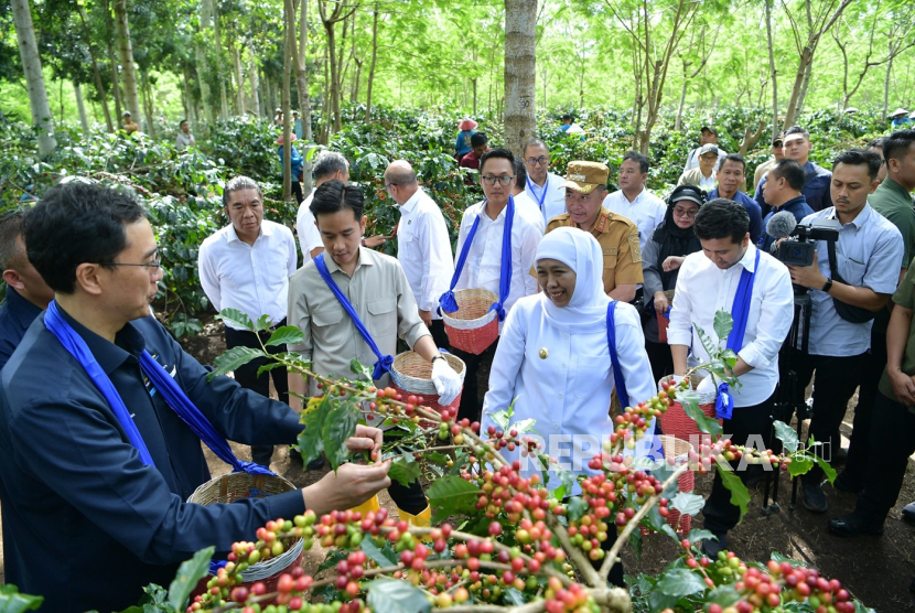 Wakil Presiden Republik Indonesia, Gibran Rakabuming Raka, melanjutkan kunjungan kerjanya ke kawasan perkebunan kopi Ijen di Bondowoso yang dikelola PTPN dan Perhutani, pada Selasa (24/06/2025).