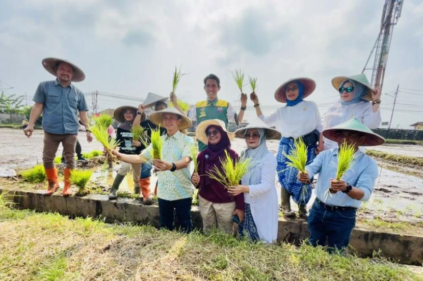 Wakil Wali Kota Bogor Dedie A. Rachim (tengah baju batik) menanam padi Nutrizinc bersama BSIP dan pengusaha, di Kelurahan Pasirjaya, Ahad (24/3/2024). 