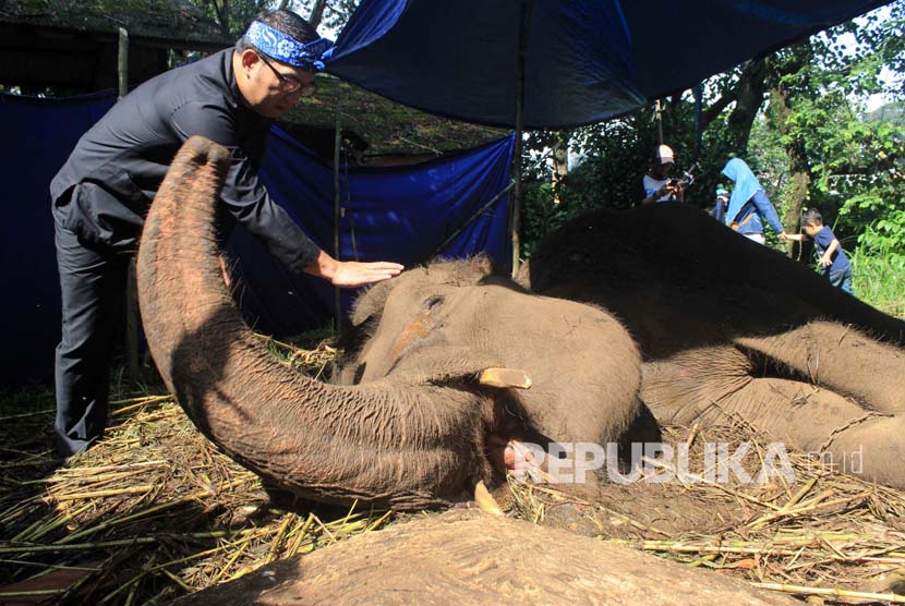 Wali Kota Bandung Ridwan Kamil mengecek kondisi Yani, gajah Lampung di Kebun Binatang milik Yayasan Margasatwa Tamansari Bandung, Rabu (11/5).  (Foto : Dede Lukman Hakim)