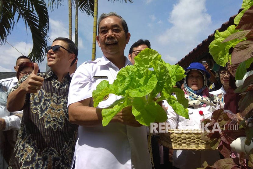Wali Kota Jakarta Pusat Mangara Pardede saat memanen hasil tanaman hidroponik di RPTRA Taman Guntur, Jakarta Pusat, Rabu (10/1).