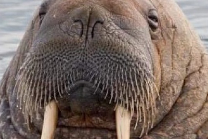Walrus (ilustrasi)