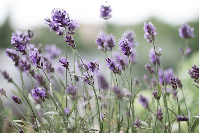 Wangi lavender bersifat menenangkan hingga mampu menghilangkan sakit kepala.