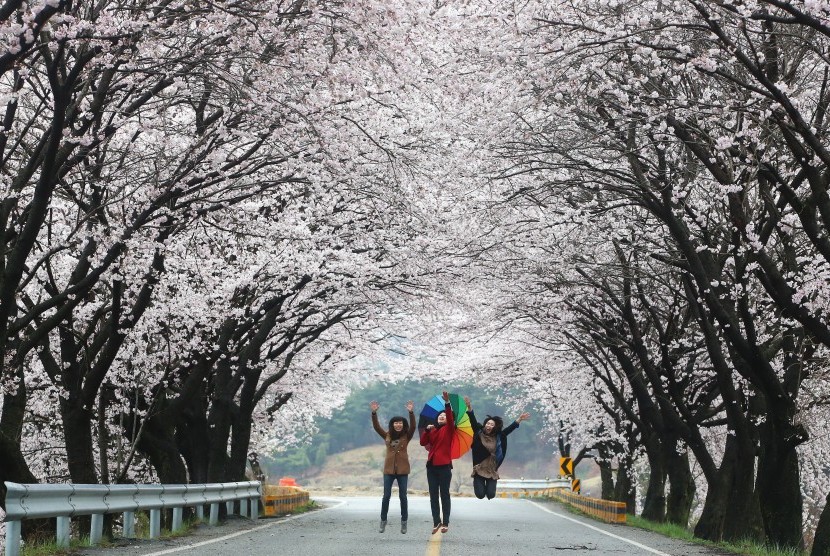 Wanita melompat di bawah pohon sakura di kawasan Hamyang, Korea Selatan.