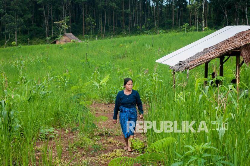 Wanita Suku Badui Luar berjalan di ladang padi miliknya di Desa Kanekes, Kabupaten Lebak, Provinsi Banten.