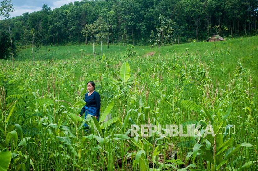 Ladang padi (ilustrasi). Petani Provinsi Sulawesi Tengah hingga kini masih mempertahankan sistem bercocok tanam padi ladang sebagai upaya membantu menguatkan ketahanan pangan daerah dengan pola pengolahan berbasis kearifan lokal.