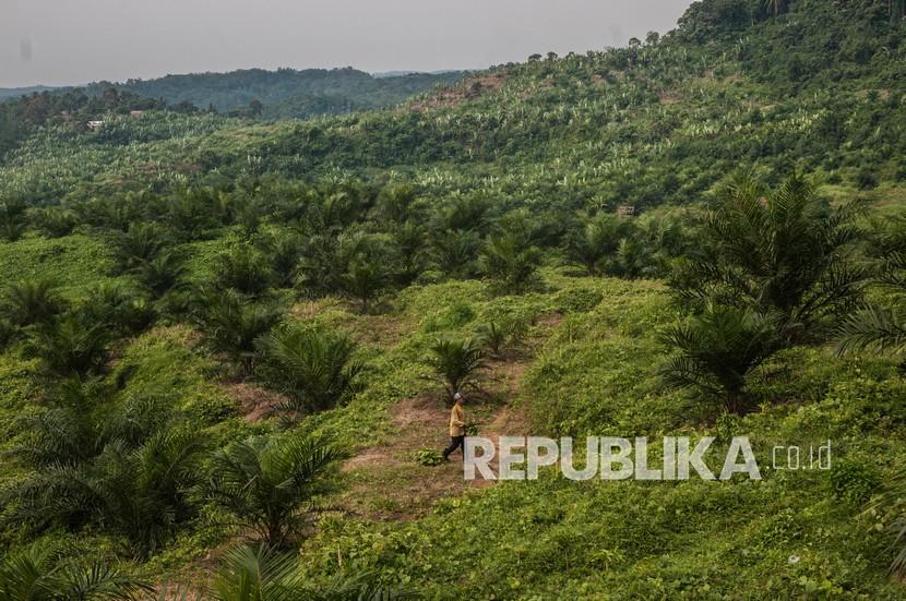 Warga berada di perkebunan kelapa sawit Leuwidamar, Lebak, Banten, Kamis (7/10/2021). Pemerintah menargetkan Program Peremajaan Sawit Rakyat (PSR) dari tahun 2020-2022 dapat terealisasi sebesar 540 ribu hektar yang tersebar di berbagai wilayah di Indonesia.