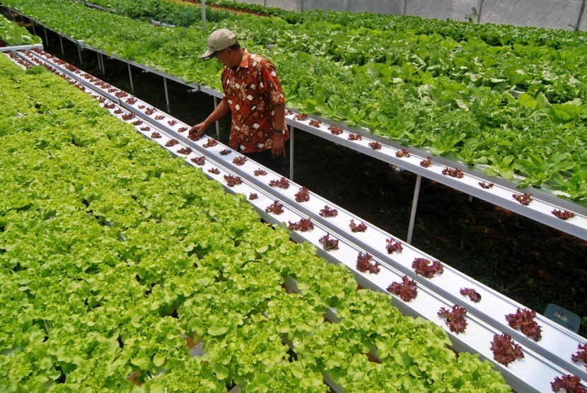 Warga bercocok tanam sayuran selada dengan menggunakan sistem hidroponik (Ilustrasi)