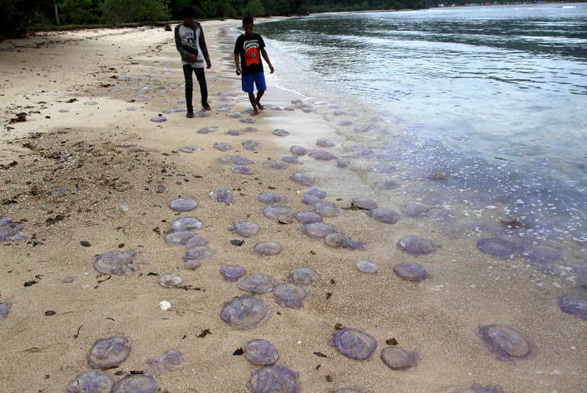 Warga berjalan di antara Ubur-ubur (Aurelia aurita) yang terdampar di pesisir Pantai Sungai Pinang, Kecamatan Koto XI Tarusan, Kabupaten Pesisir Selatan, Sumatera Barat, Jumat (9/8/2019).
