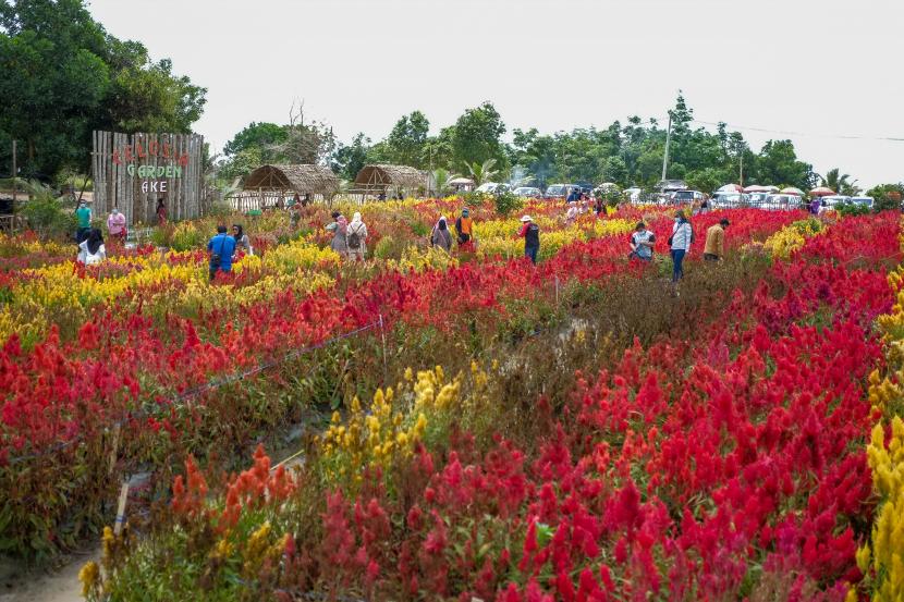 Warga berkunjung ke Kebun Tanaman Bunga Celosia Garden Ake di Sungailiat, Kabupaten Bangka, Kepulauan Bangka Belitung, Sabtu (31/10/2020). Kabupaten Bangka mengikutkan 10 desa dalam ADWI 2022.