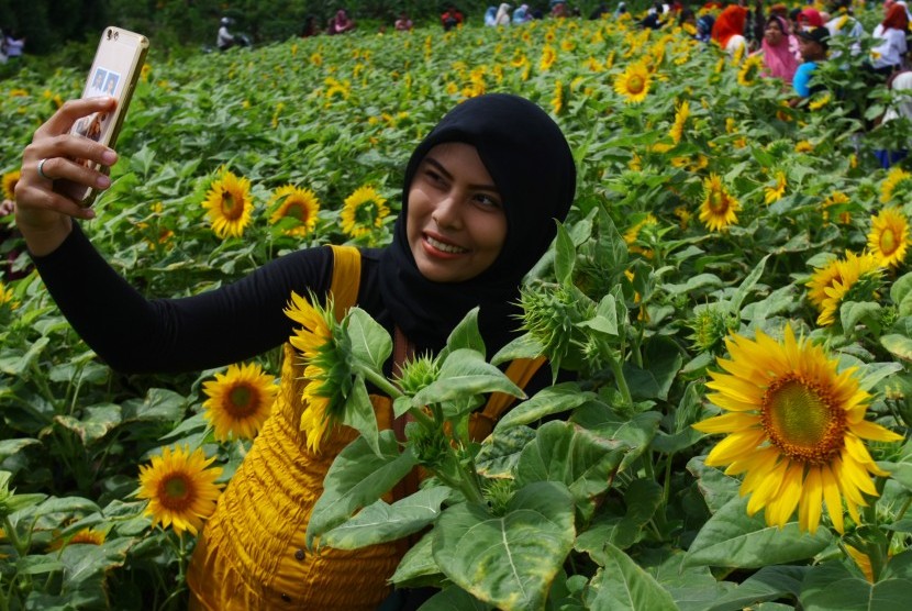 Warga berswafoto di bunga matahari. Selain bunga matahari, Holland Park Gorontalo juga berhiaskan marygold, celosia, dan zinnia.