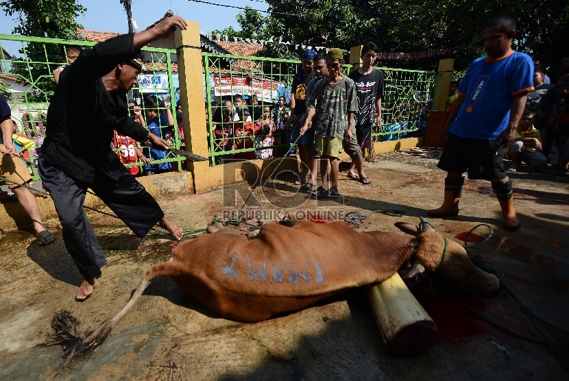 Warga berusaha menjatuhkan sapi untuk disembelih dalam rangka berkurban di perkampungan betawi, Jakarta Selatan, Kamis (24/9).Republika/Raisan Al Farisi