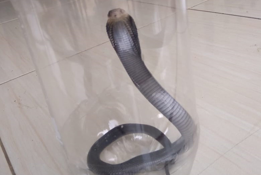 Ular kobra, ilustrasi