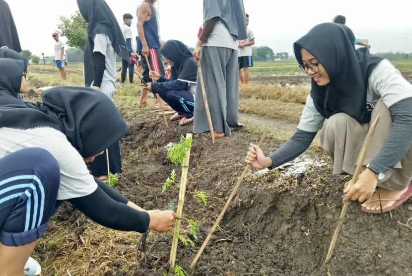 Warga Desa Pranan Kecamatan Pulokarto Kabupaten Sukoharjo, Jawa Tengah, bersama SOLOPEDULI menanam 6.500 batang Refugia di Desa Pranan pada Ahad (27/1). Selain sebagai penghijauan, Refugia juga dianggap bisa untuk mencegah hama pada tanaman pertanian. 