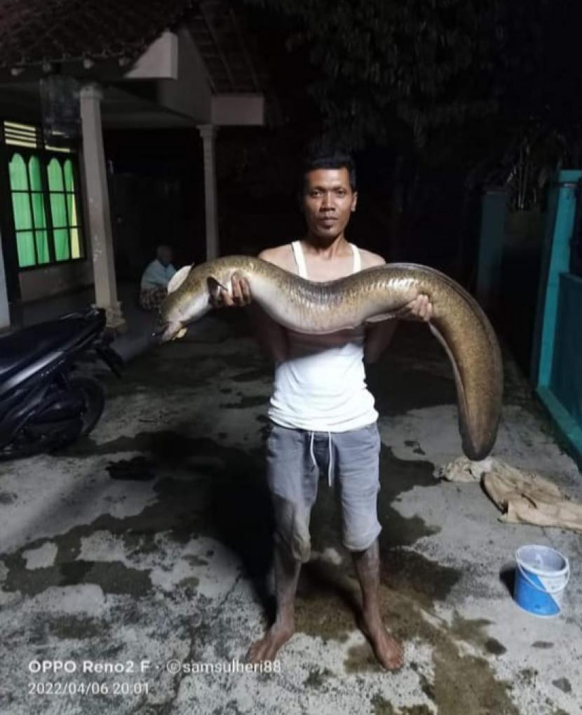 Warga di Banjarnegara saat menunjukkan ikan pelus yang hampir 2 meter, Rabu (6/4/2022). Ikan mabuk dugaannya adalah adanya flushing lumpur dari Bendung Mrica Banjarnegara. 