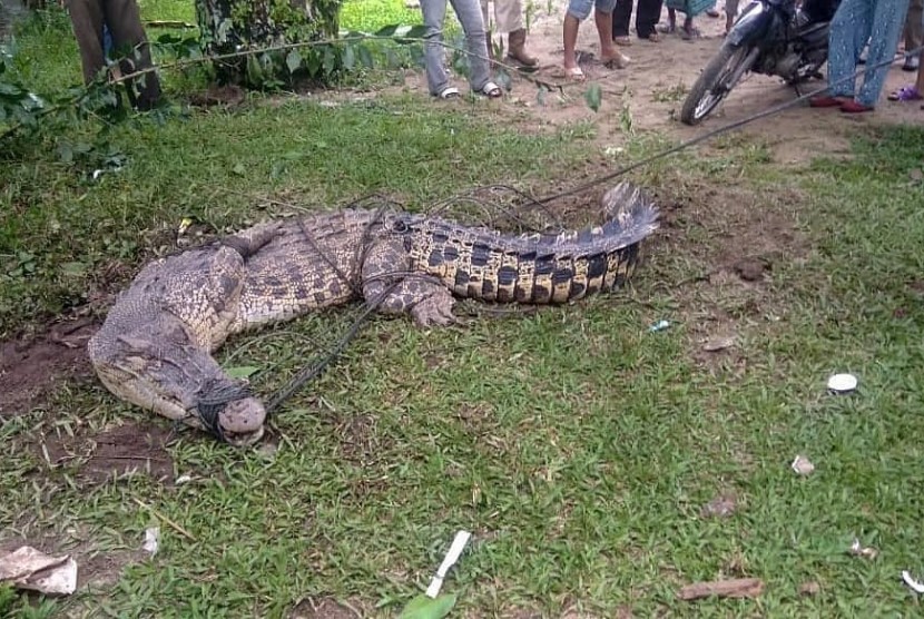 Warga di Jorong Durian Kapeh, Nagari Durian Kapeh Darussalam, Kecamatan Tanjung Mutiara Kabupaten Agam mengamankan seekor buaya yang hendak memangsa ternak warga, Rabu (15/5) malam WIB