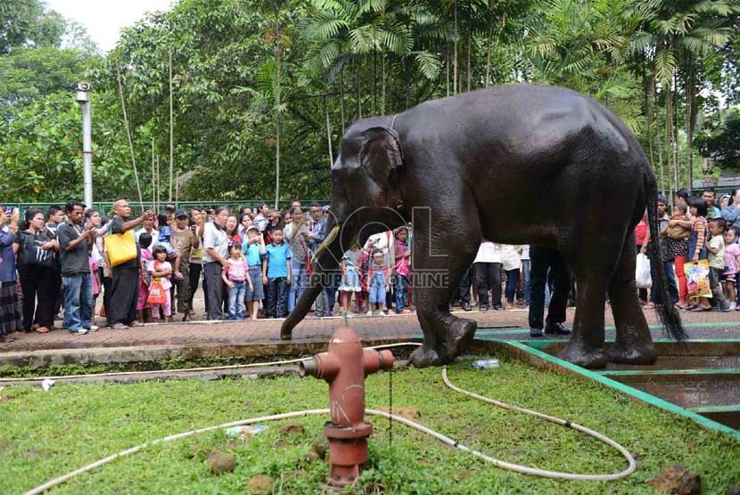 Warga Jakarta dan sekitarnya menyaksikan gajah saat dimandikan di Taman Margasatwa Ragunan (TMR), Jakarta Selatan, Jumat (9/8). (Republika/Agung Supriyanto)