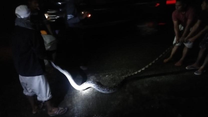 Petugas mengevakuasi satu ekor ular piton sepanjang lima meter setelah ditemukan sembunyi di salah satu rumah warga